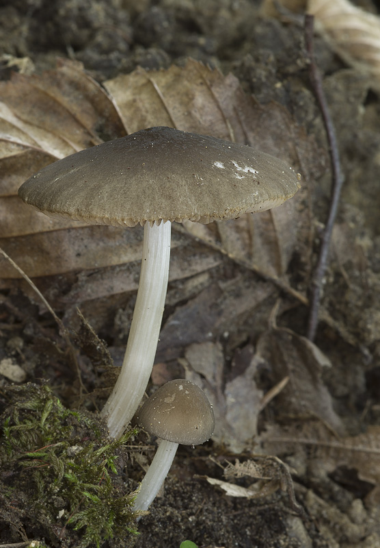 Pluteus nanus